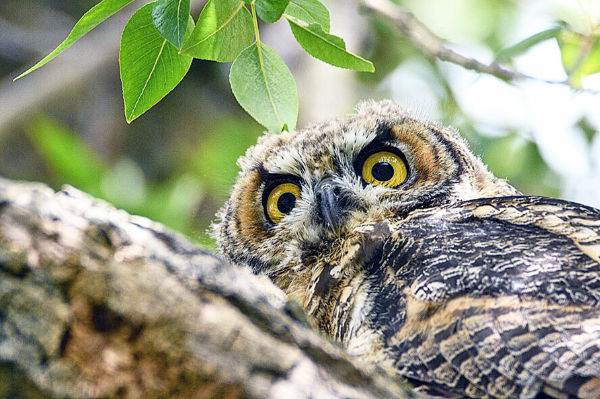 Wise old owl stares back